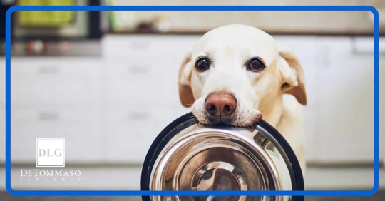 dog holding food bowl with mouth